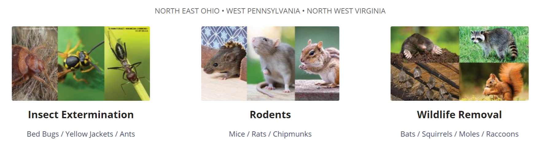 "Exterminators Near Me" that handle rodents, insects, and other wildlife removal.